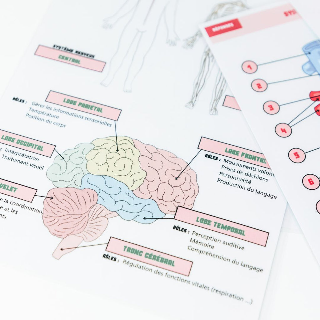 Anatomie - Physiologie