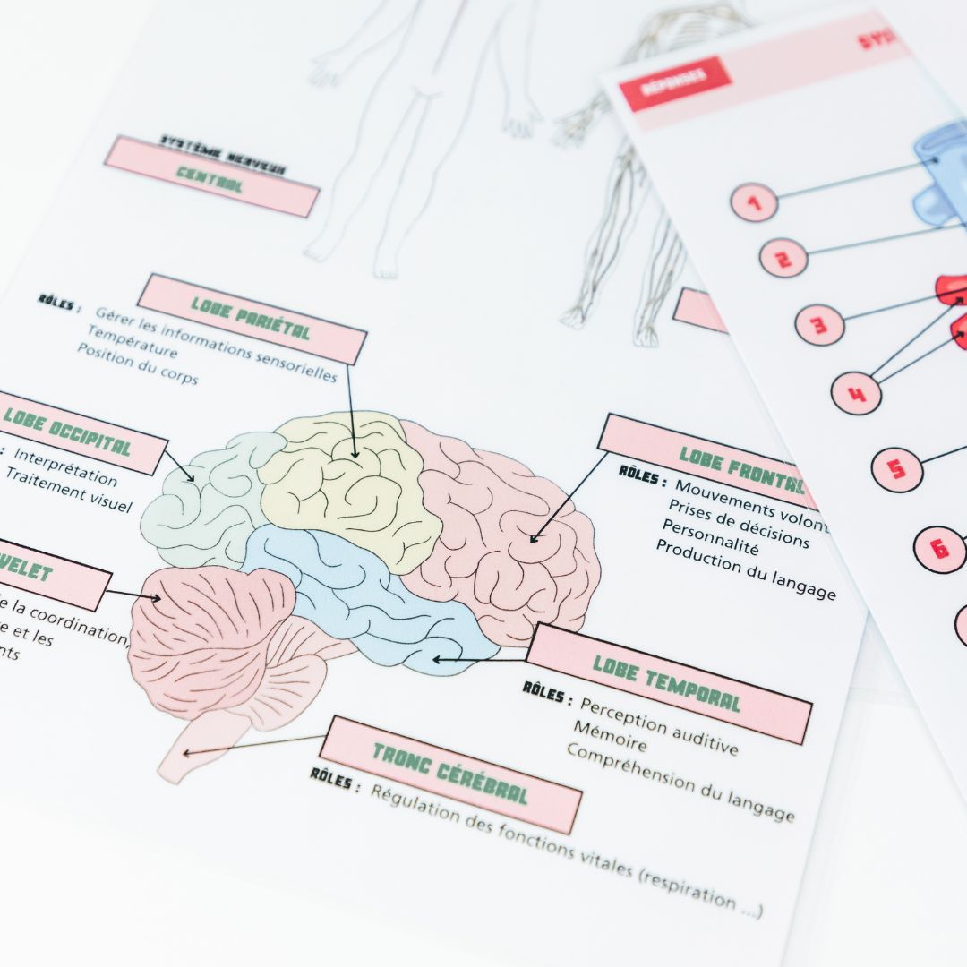 Anatomie - Physiologie