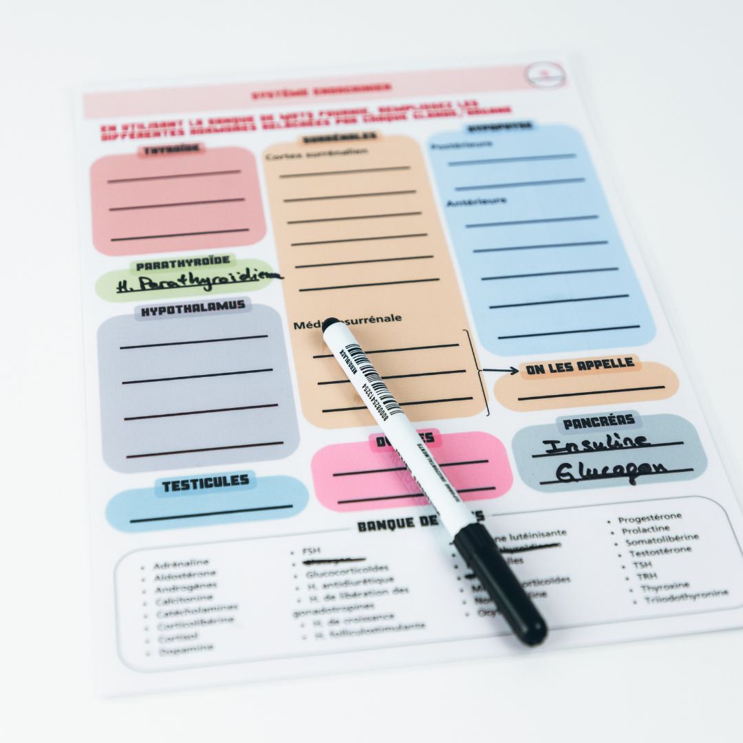 Anatomie - Physiologie