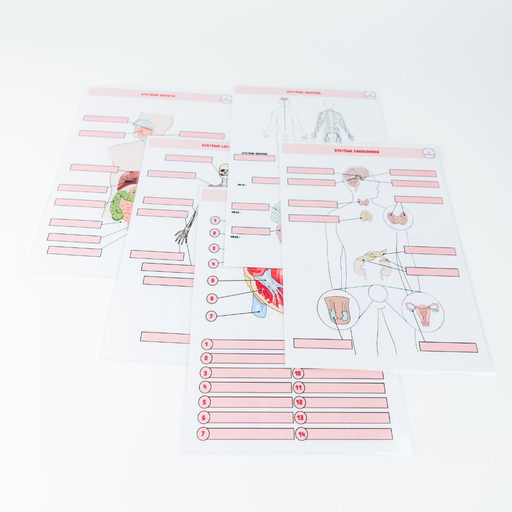 Anatomie - Physiologie