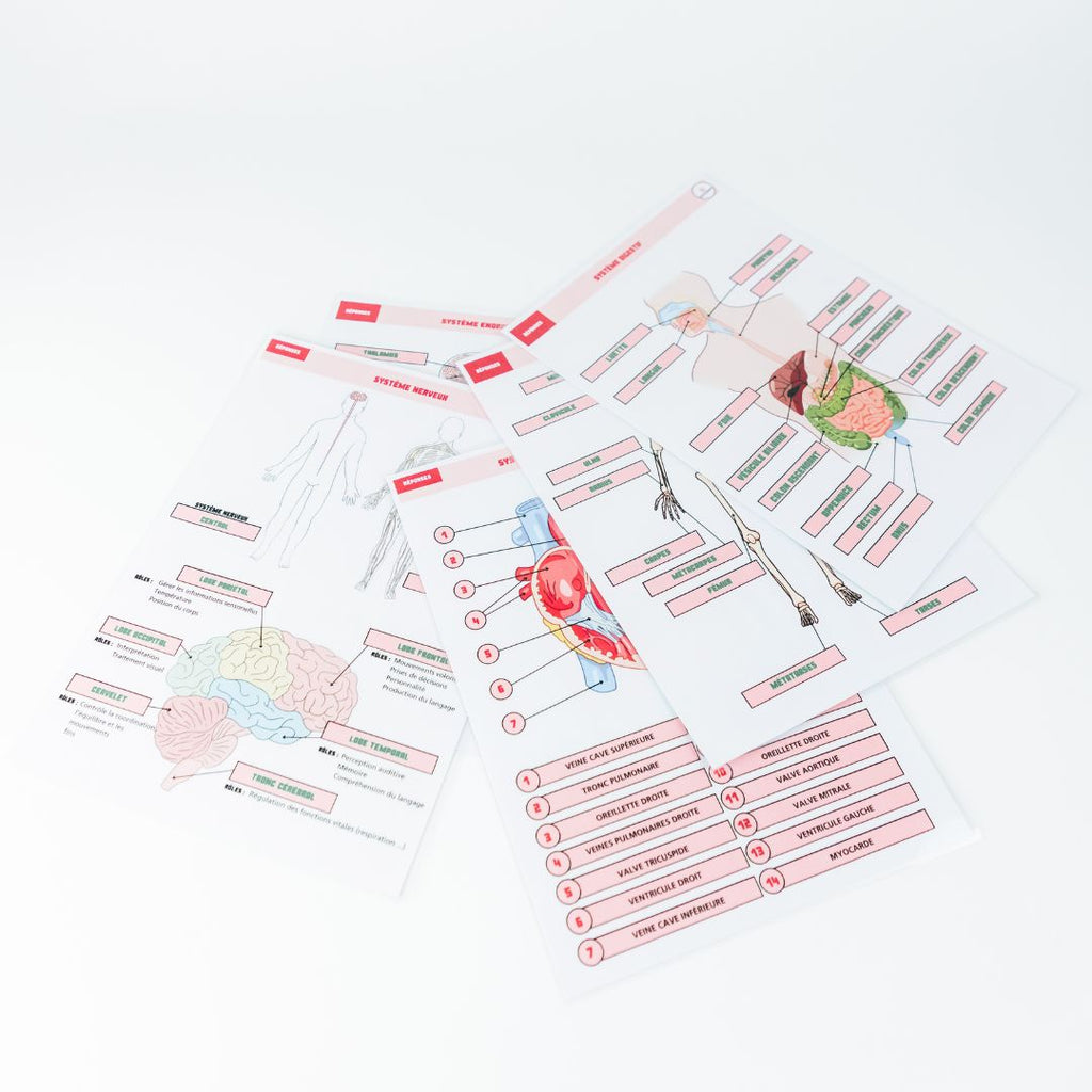 Anatomie - Physiologie