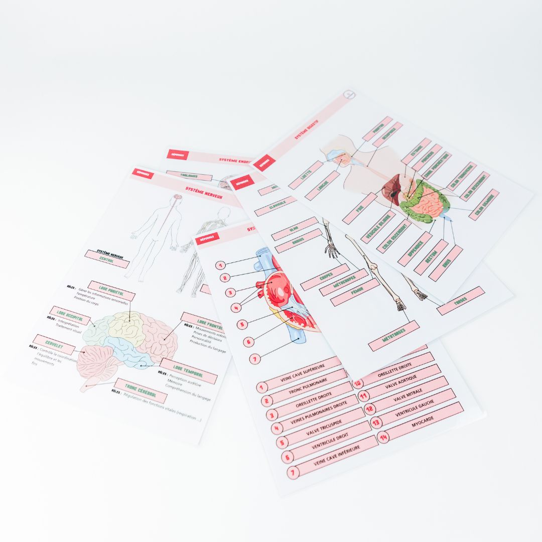 Anatomie - Physiologie